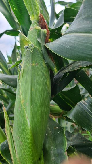 법선님의 옥수수 · 영농일지 작성글 사진