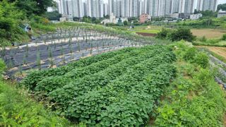 정승조님의 기타작물 · 영농일지 작성글 사진