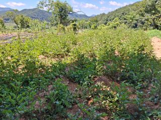 형남영님의 기타작물 · 영농일지 작성글 사진