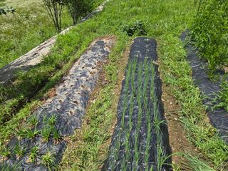 강호지인님의 기타작물 · 영농일지 작성글 사진