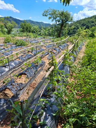 형남영님의 기타작물 · 영농일지 작성글 사진