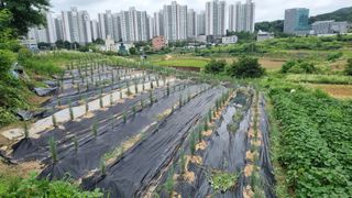 정승조님의 기타작물 · 영농일지 작성글 사진