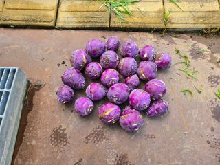 강호지인님의 기타작물 · 영농일지 작성글 사진