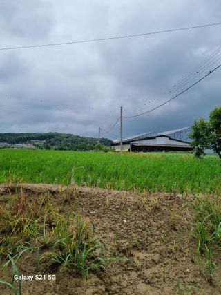 권오정님의 벼 · 영농일지 작성글 사진