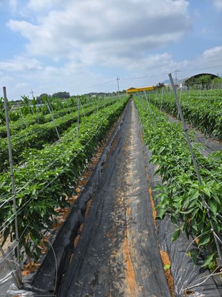 정양면 님의 고추 · 영농일지 작성글 사진