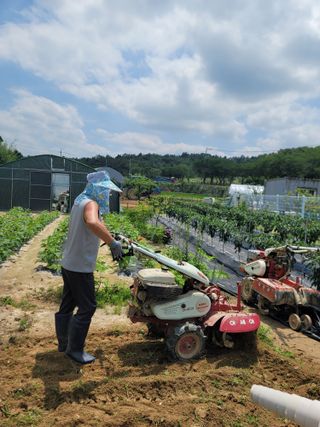 김용민님의 들깨 · 영농일지 작성글 사진