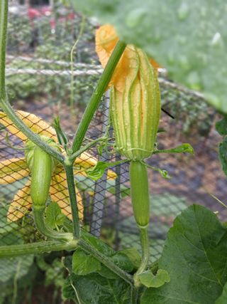 사과18677님의 기타작물 · 영농일지 작성글 사진