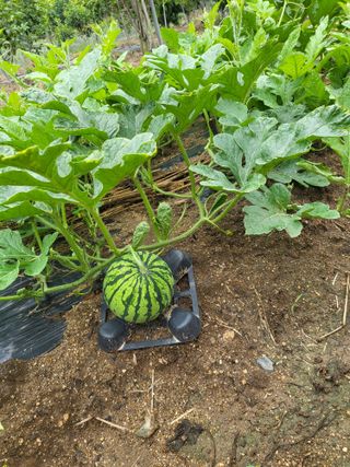 태추단감님의 기타작물 · 영농일지 작성글 사진