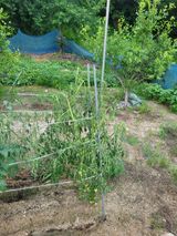 팜모닝 기타작물·영농일지 게시글 이미지