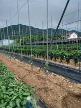 팜모닝 고추·영농일지 게시글 이미지