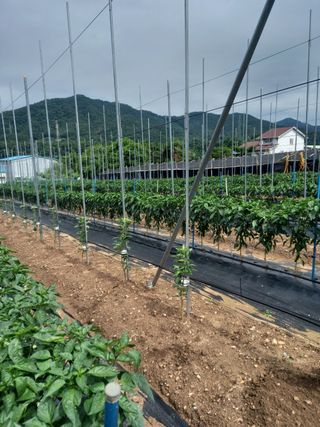 처음출석 합니다님의 고추 · 영농일지 작성글 사진