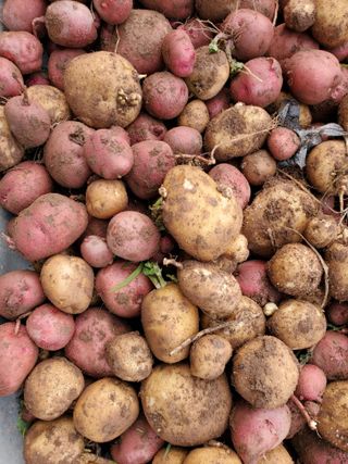 정연섭님의 기타작물 · 영농일지 작성글 사진