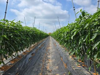 정양면 님의 고추 · 영농일지 작성글 사진