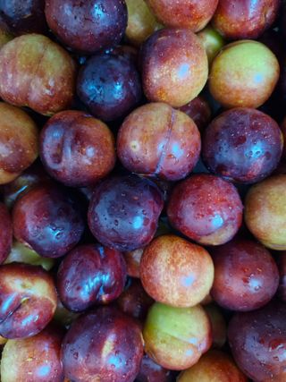 매실향기차향기님의 매실 · 영농일지 작성글 사진