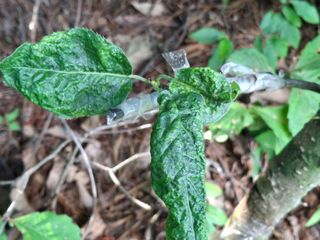 형남영님의 기타작물 · 영농일지 작성글 사진