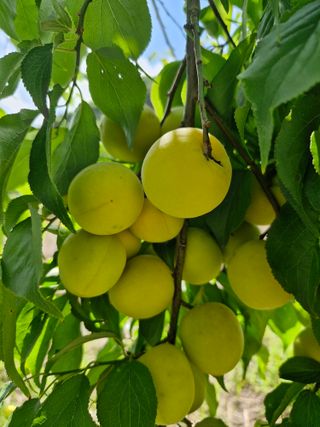 매실향기차향기님의 매실 · 영농일지 작성글 사진