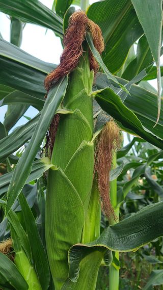 법선님의 옥수수 · 영농일지 작성글 사진