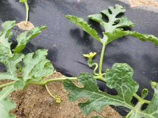 태추단감님의 기타작물 · 영농일지 작성글 사진