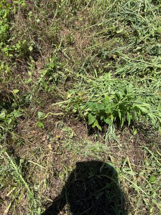 백민곤님의 기타작물 · 영농일지 작성글 사진