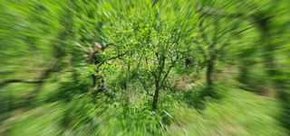 반성식님의 기타작물 · 영농일지 작성글 사진