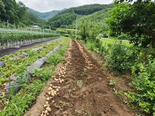 드래곤 님의 감자 · 영농일지 작성글 사진
