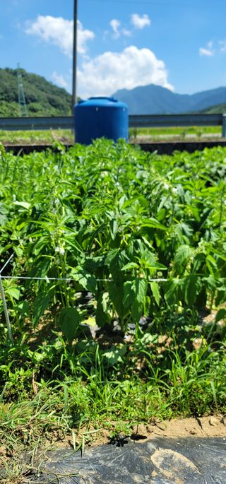 신영식님의 기타작물 · 영농일지 작성글 사진