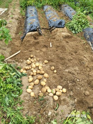 강정아님의 감자 · 영농일지 작성글 사진