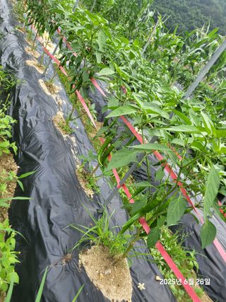 강정아님의 고추 · 영농일지 작성글 사진