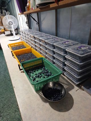 김숙희님의 블루베리 · 영농일지 작성글 사진