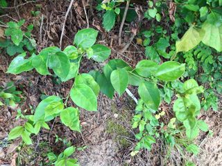 형남영님의 기타작물 · 영농일지 작성글 사진