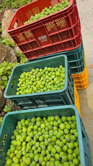 박정식님의 매실 · 영농일지 작성글 사진