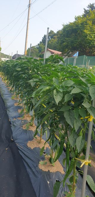 Kns4324님의 기타작물 · 영농일지 작성글 사진