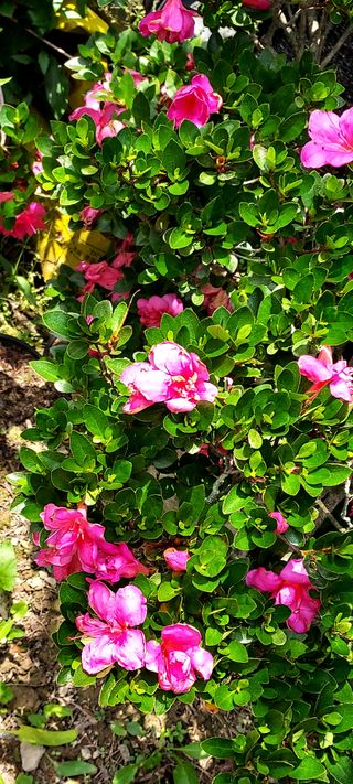 작은별님의 기타작물 · 영농일지 작성글 사진