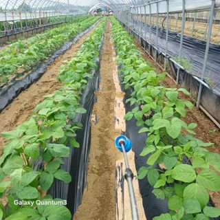 김진영님의 콩 · 영농일지 작성글 사진