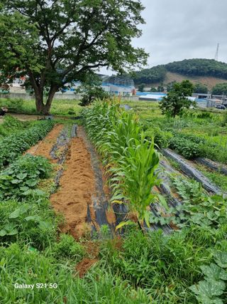 권오정님의 감자 · 영농일지 작성글 사진