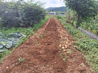 정희군님의 감자 · 영농일지 작성글 사진