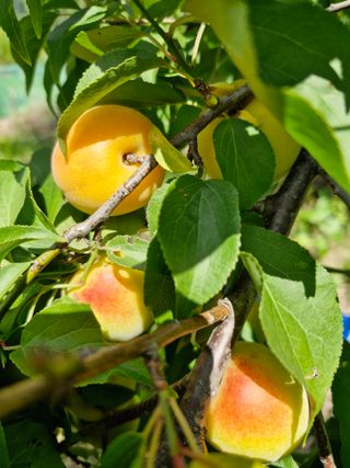 매실향기차향기님의 매실 · 영농일지 작성글 사진