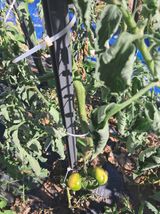 팜모닝 토마토·영농일지 게시글 이미지