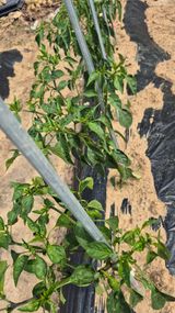 팜모닝 고추·영농일지 게시글 이미지