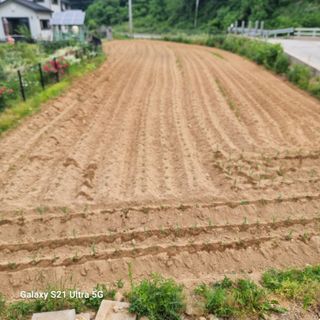 이천산수유님의 기타작물 · 영농일지 작성글 사진