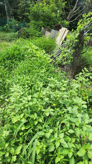 봉담고추님의 콩 · 영농일지 작성글 사진