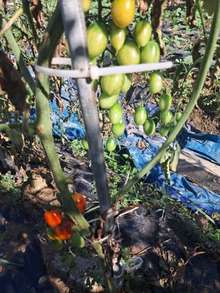 울산연안님의 토마토 · 영농일지 작성글 사진