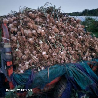 이천산수유님의 기타작물 · 영농일지 작성글 사진