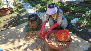 괴동조합장님의 파 · 영농일지 작성글 사진