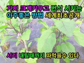 꿈꾸는텃밭님의 기타작물 · 영농일지 작성글 사진