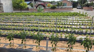 M세대로님의 고추 · 영농일지 작성글 사진