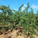 팜모닝 기타작물·영농일지 게시글 이미지