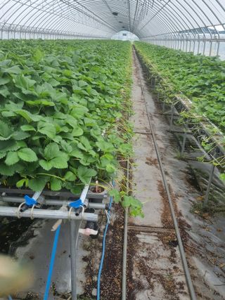 복자 딸기 농장님의 딸기 · 영농일지 작성글 사진