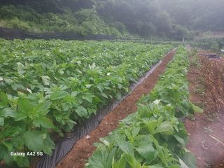 참깨11142님의 고추 · 영농일지 작성글 사진