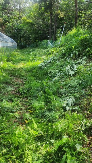 봉담고추님의 콩 · 영농일지 작성글 사진